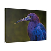 Night Heron - Classic Stretched Canvas-01 - Shore-n-Decor