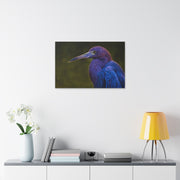 Night Heron - Classic Stretched Canvas-01 - Shore-n-Decor