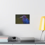 Night Heron - Classic Stretched Canvas-01 - Shore-n-Decor