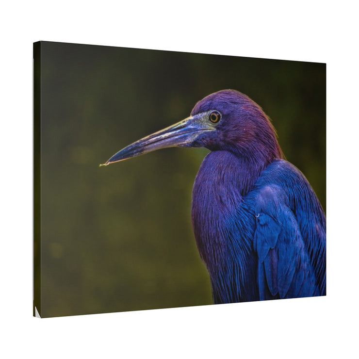 Night Heron - Classic Stretched Canvas-01 - Shore-n-Decor