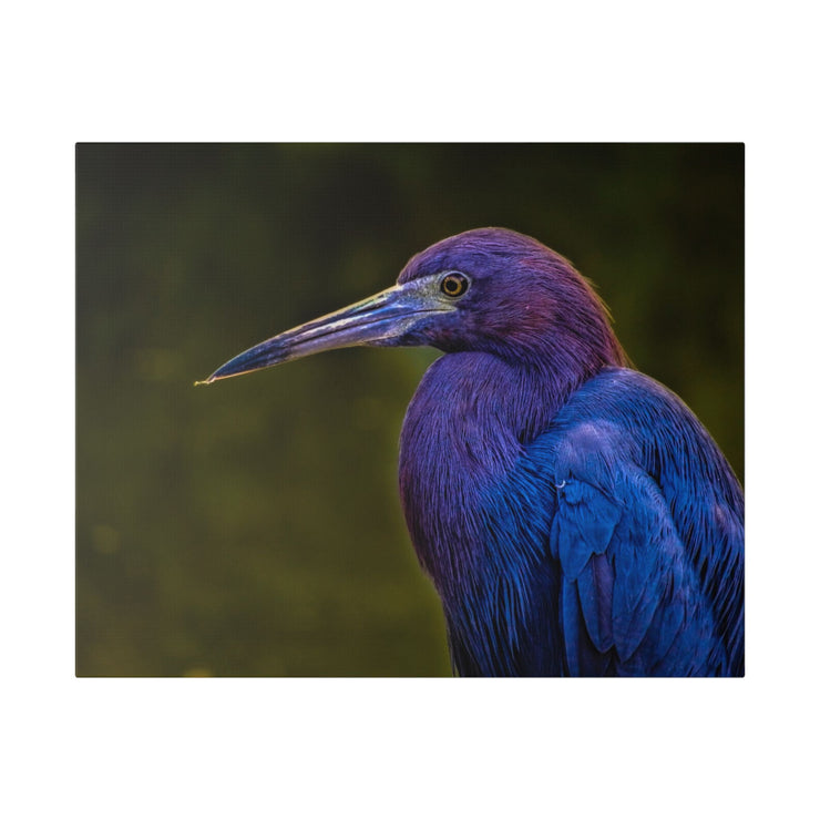 Night Heron - Classic Stretched Canvas-01 - Shore-n-Decor