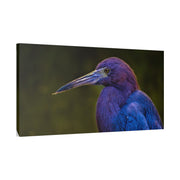 Night Heron - Classic Stretched Canvas-01 - Shore-n-Decor