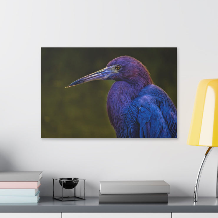 Night Heron - Classic Stretched Canvas-01 - Shore-n-Decor