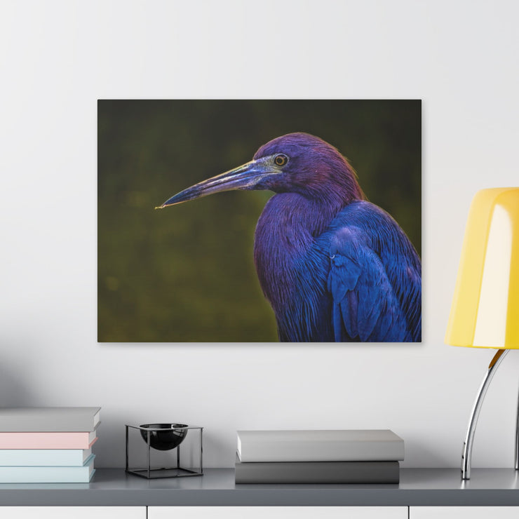 Night Heron - Classic Stretched Canvas-01 - Shore-n-Decor