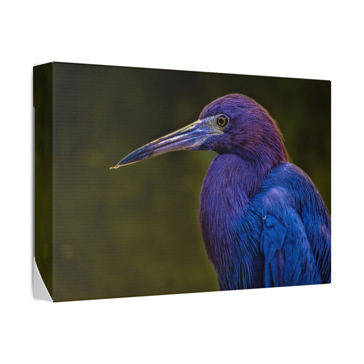 Night Heron - Classic Stretched Canvas-01 - Shore-n-Decor