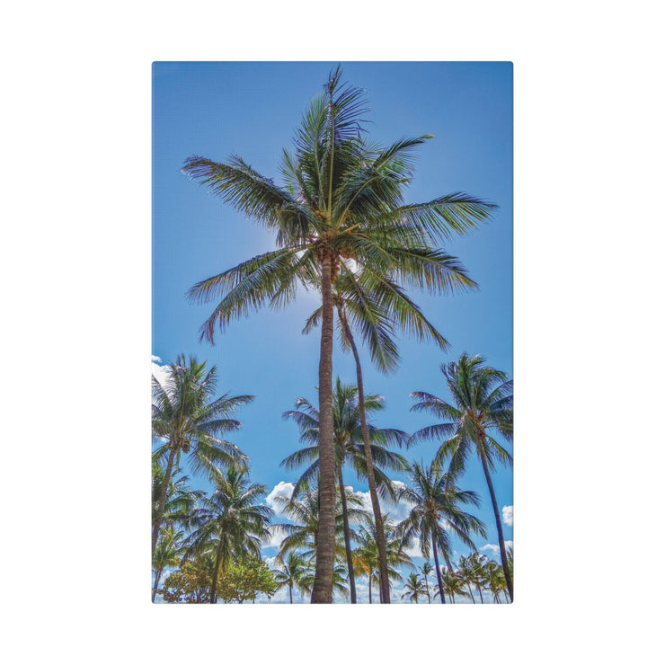 Palm Trees - Classic Stretched Canvas-01 - Shore-n-Decor