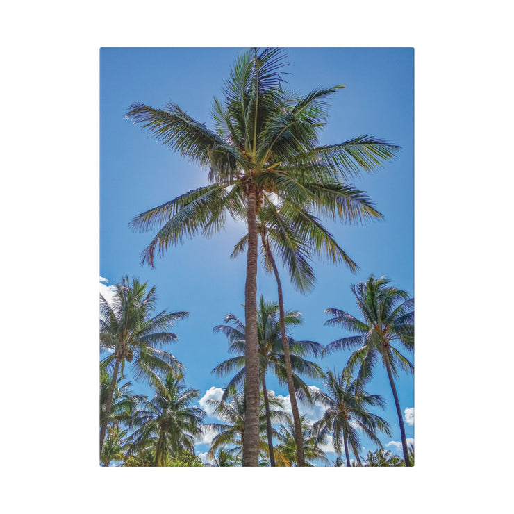 Palm Trees - Classic Stretched Canvas-01 - Shore-n-Decor