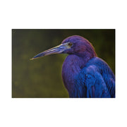 Night Heron - Classic Stretched Canvas-01 - Shore-n-Decor