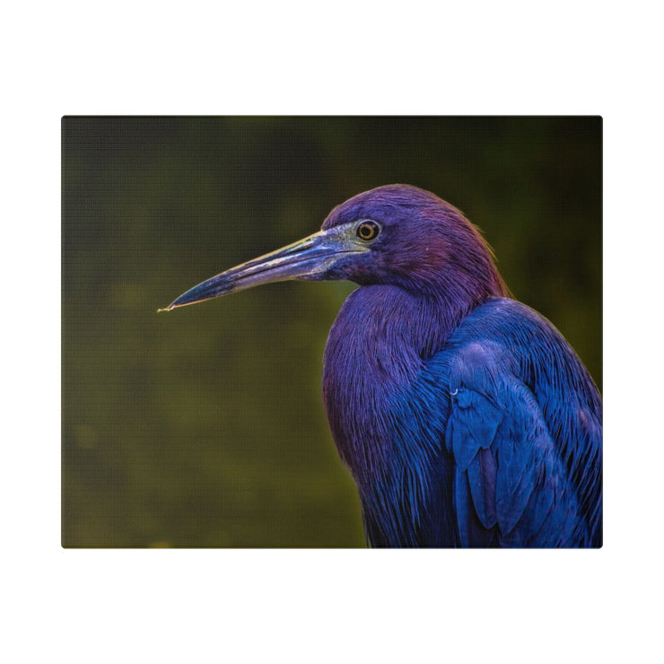 Night Heron - Classic Stretched Canvas-01 - Shore-n-Decor