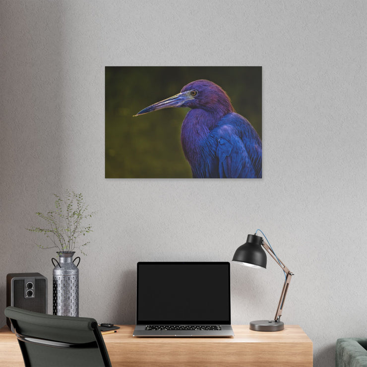 Night Heron - Classic Stretched Canvas-01 - Shore-n-Decor