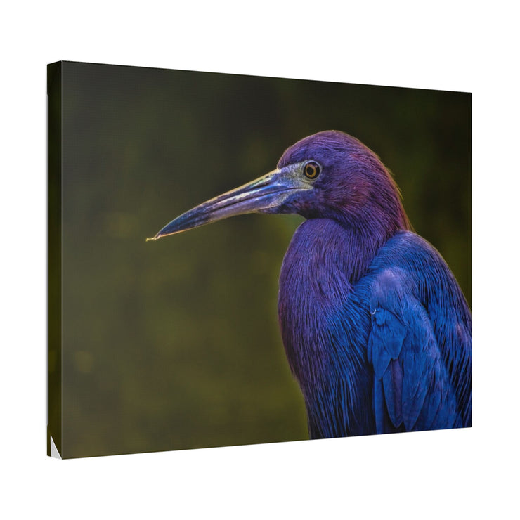 Night Heron - Classic Stretched Canvas-01 - Shore-n-Decor