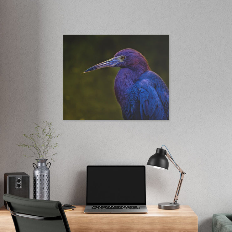 Night Heron - Classic Stretched Canvas-01 - Shore-n-Decor