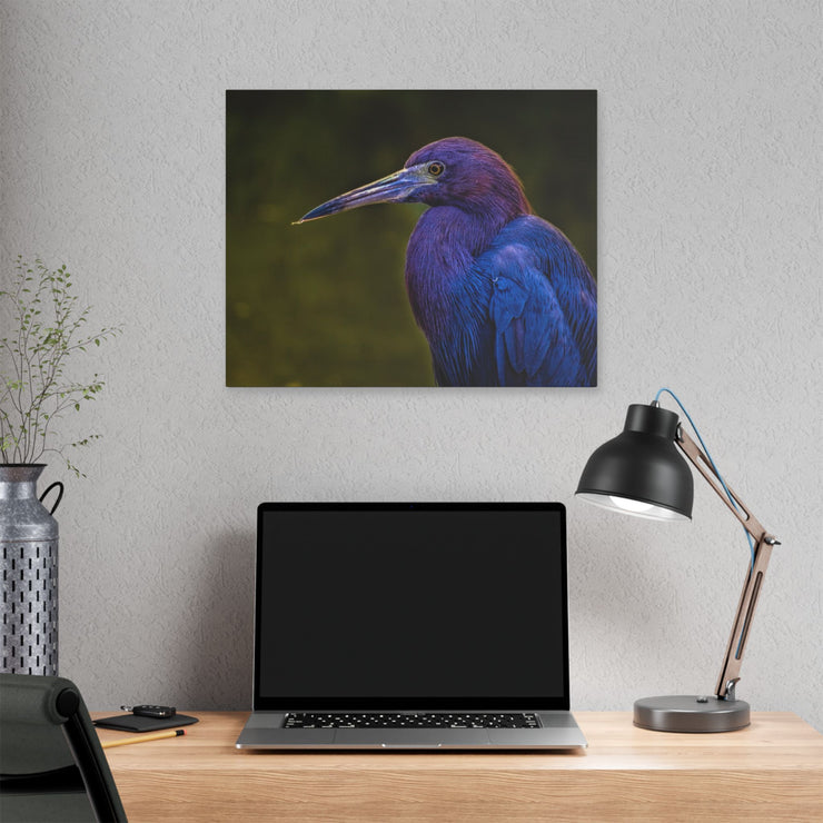 Night Heron - Classic Stretched Canvas-01 - Shore-n-Decor