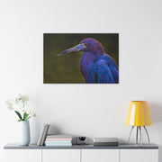 Night Heron - Classic Stretched Canvas-01 - Shore-n-Decor