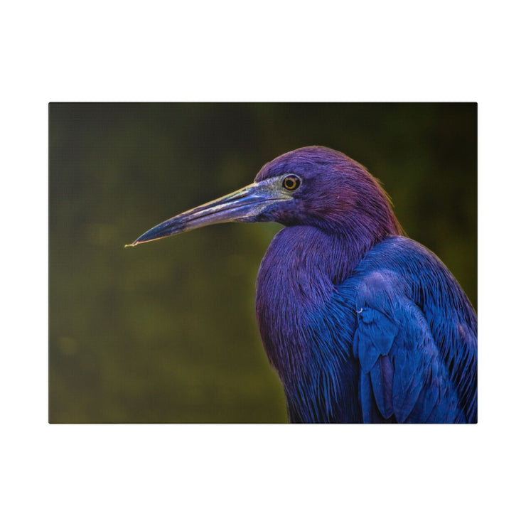 Night Heron - Classic Stretched Canvas-01 - Shore-n-Decor