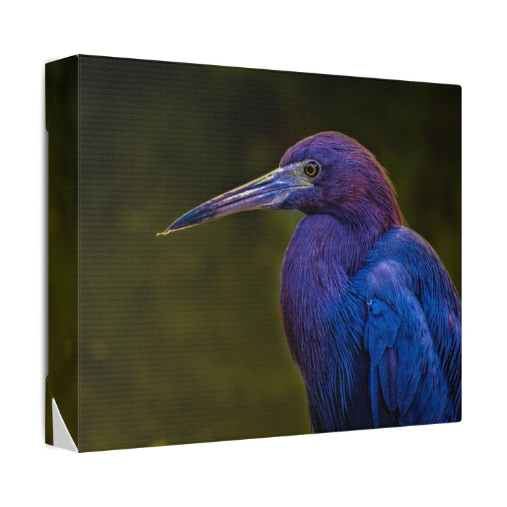 Night Heron - Classic Stretched Canvas-01 - Shore-n-Decor