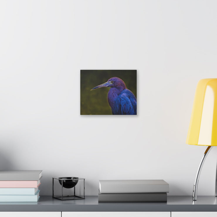 Night Heron - Classic Stretched Canvas-01 - Shore-n-Decor