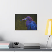 Night Heron - Classic Stretched Canvas-01 - Shore-n-Decor