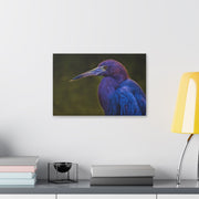 Night Heron - Classic Stretched Canvas-01 - Shore-n-Decor