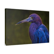 Night Heron - Classic Stretched Canvas-01 - Shore-n-Decor