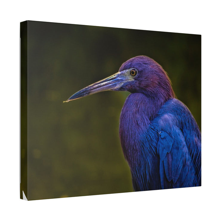 Night Heron - Classic Stretched Canvas-01 - Shore-n-Decor