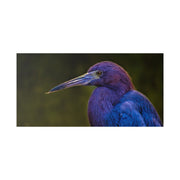 Night Heron - Classic Stretched Canvas-01 - Shore-n-Decor