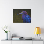 Night Heron - Classic Stretched Canvas-01 - Shore-n-Decor