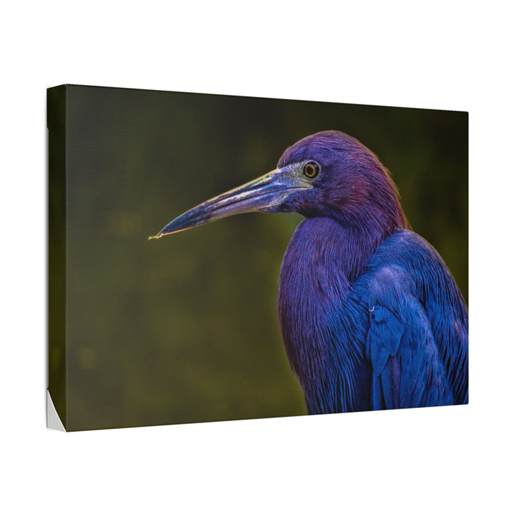 Night Heron - Classic Stretched Canvas-01 - Shore-n-Decor