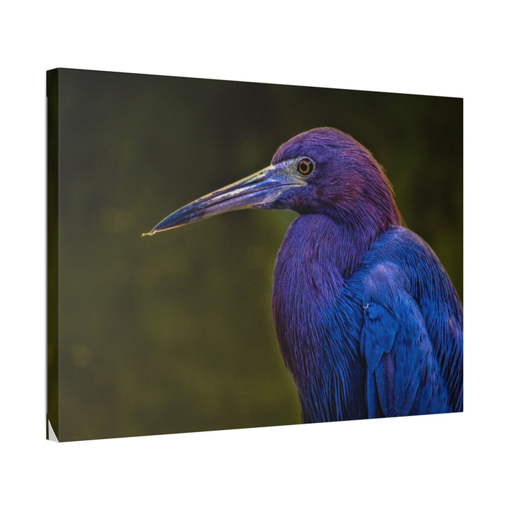 Night Heron - Classic Stretched Canvas-01 - Shore-n-Decor