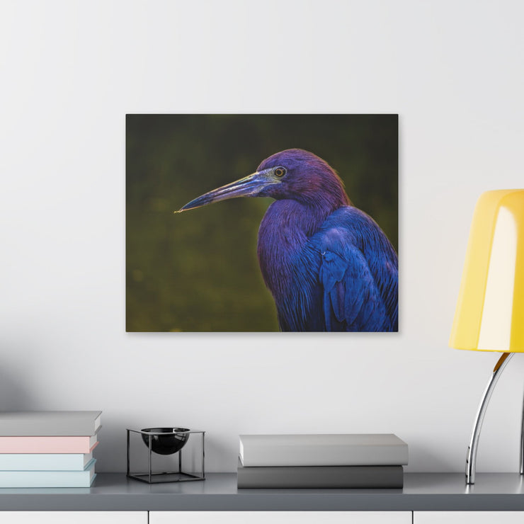 Night Heron - Classic Stretched Canvas-01 - Shore-n-Decor