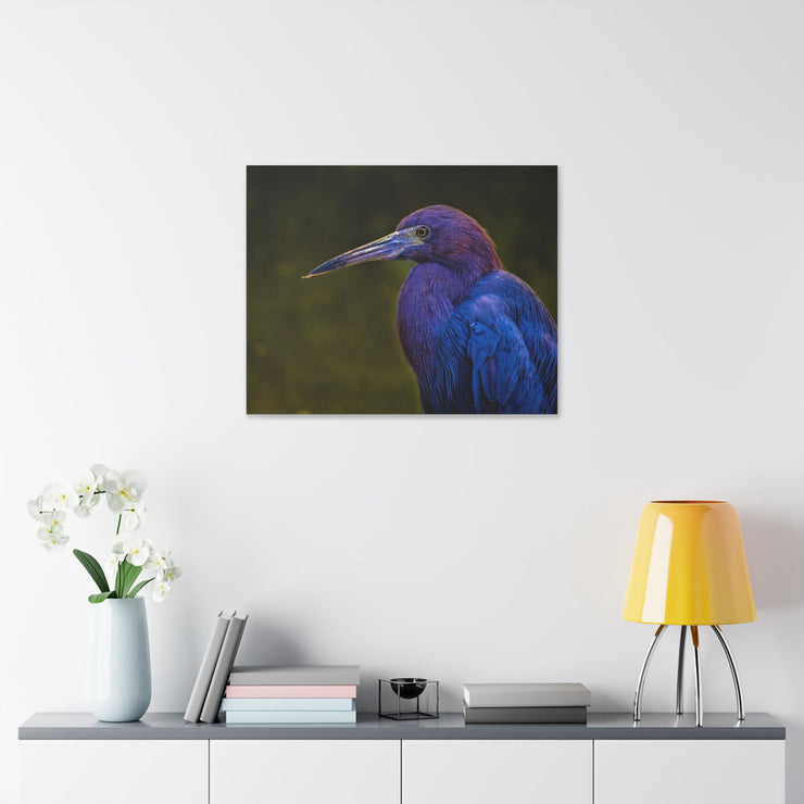 Night Heron - Classic Stretched Canvas-01 - Shore-n-Decor