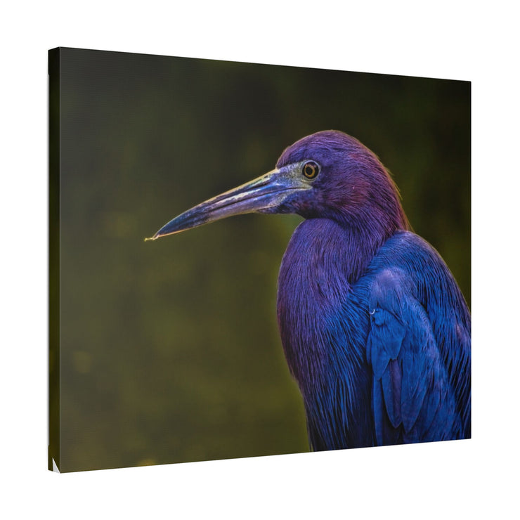 Night Heron - Classic Stretched Canvas-01 - Shore-n-Decor