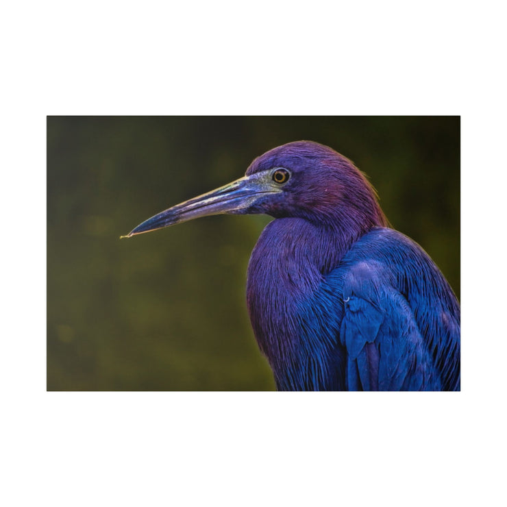 Night Heron - Classic Stretched Canvas-01 - Shore-n-Decor